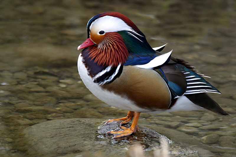 Mandarin-Ente