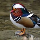 Mandarin-Ente