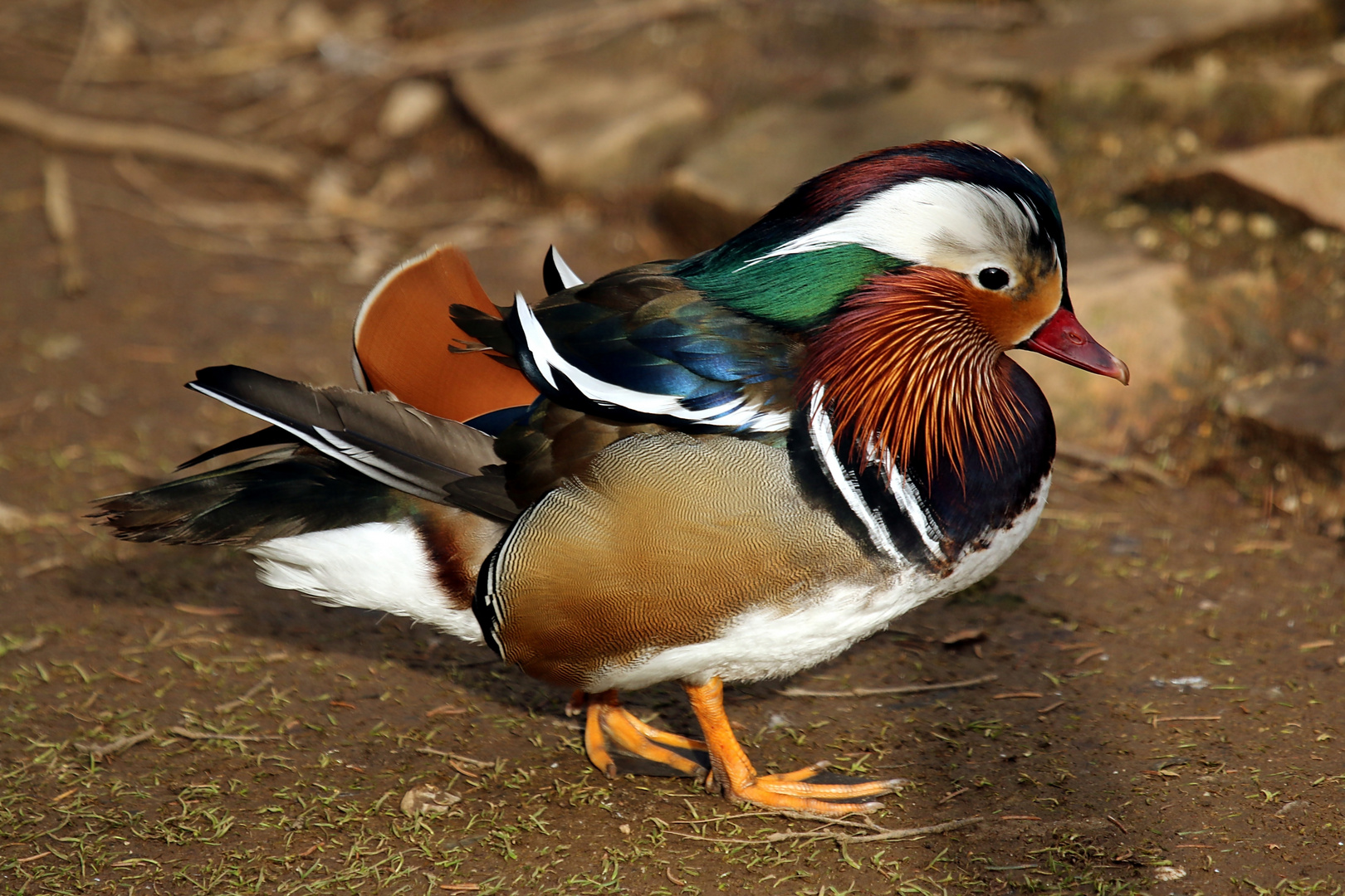 Mandarin Ente