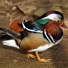 Mandarin Ente