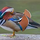 Mandarin-Ente