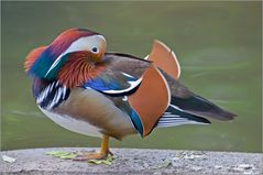 Mandarin-Ente