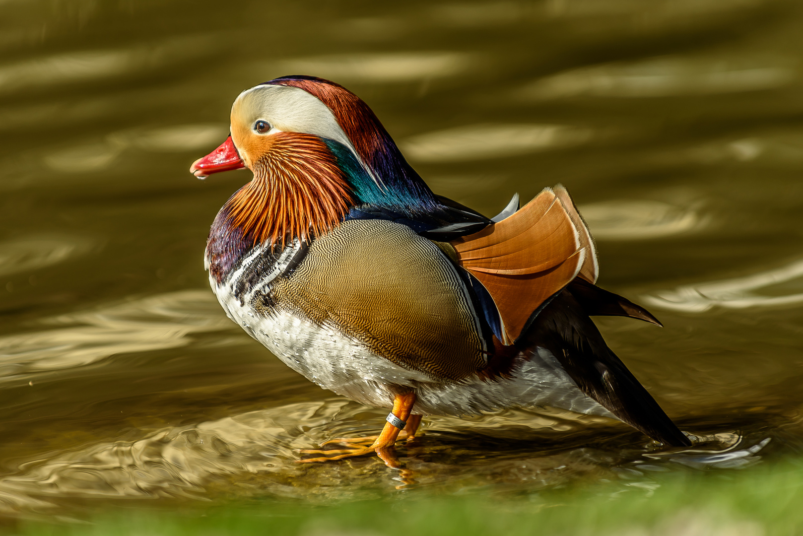 Mandarin Ente