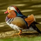 Mandarin Ente