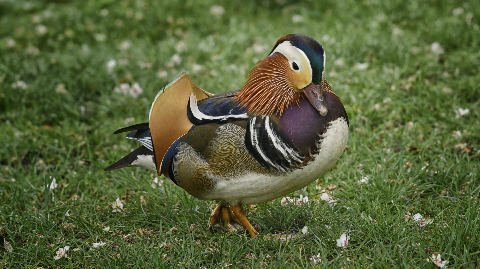 Mandarin Ente - Der Kleine Picasso -