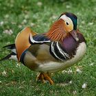 Mandarin Ente - Der Kleine Picasso -