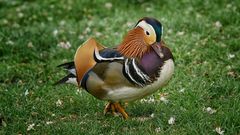 Mandarin Ente - Der Kleine Picasso -