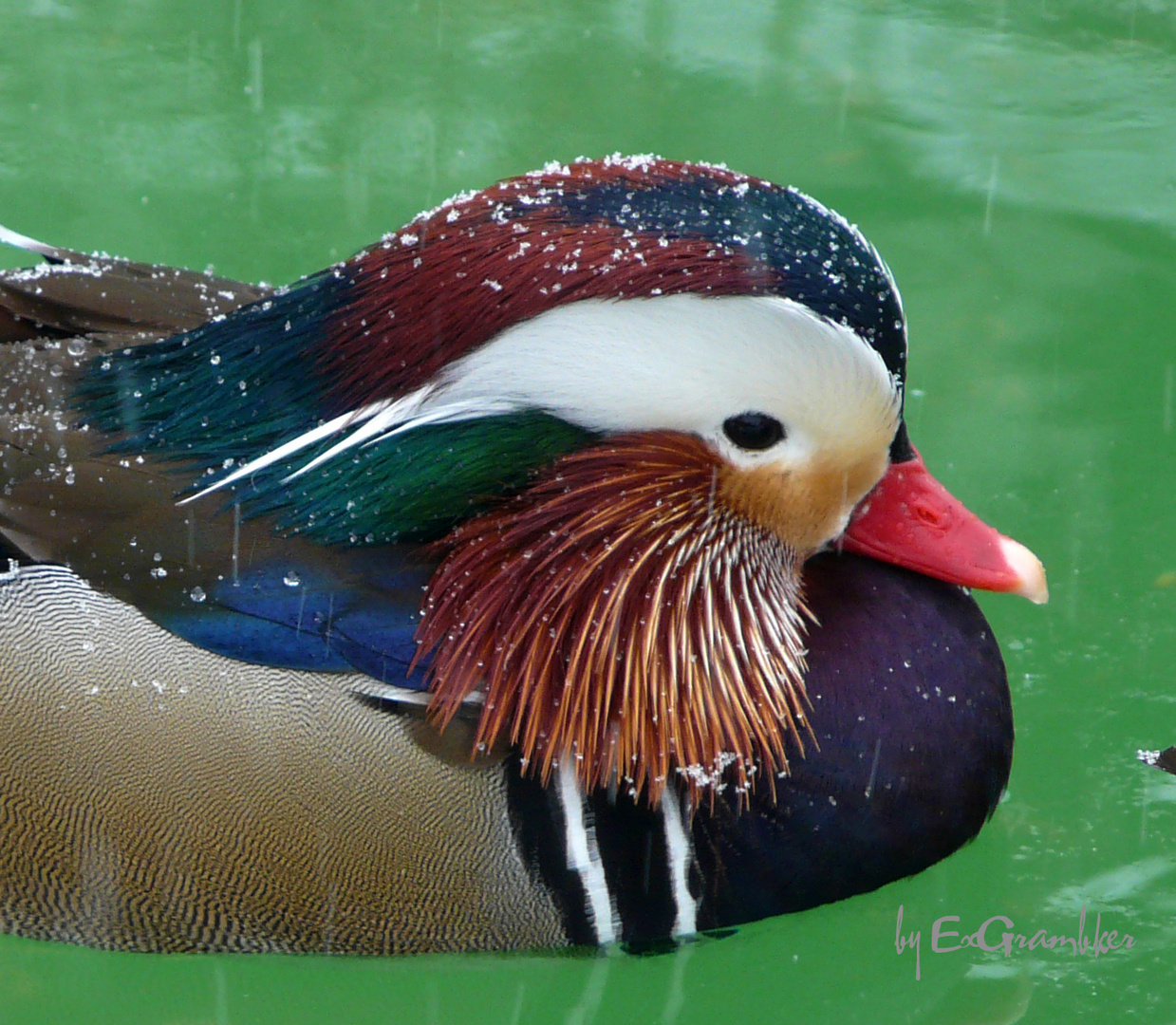 Mandarin Ente