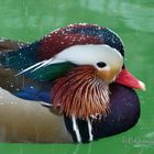 Mandarin Ente