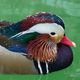 Mandarin Ente