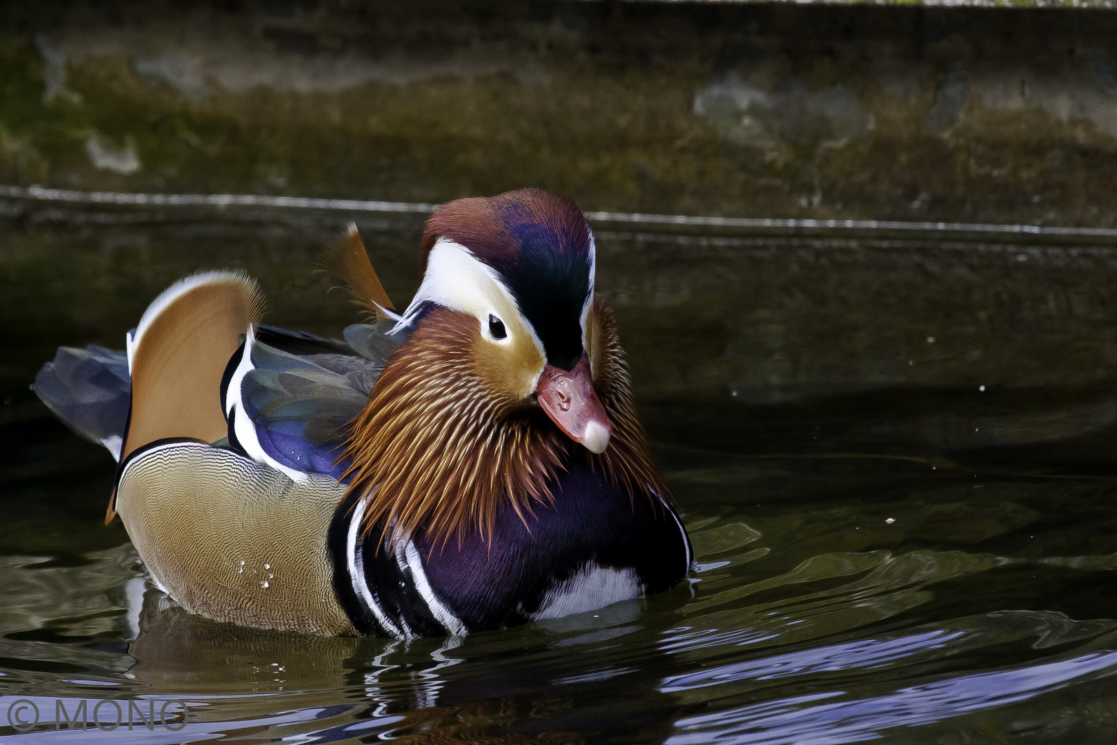 Mandarin-Ente