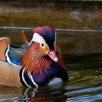 Mandarin-Ente