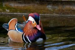 Mandarin-Ente