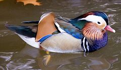 Mandarin-Ente