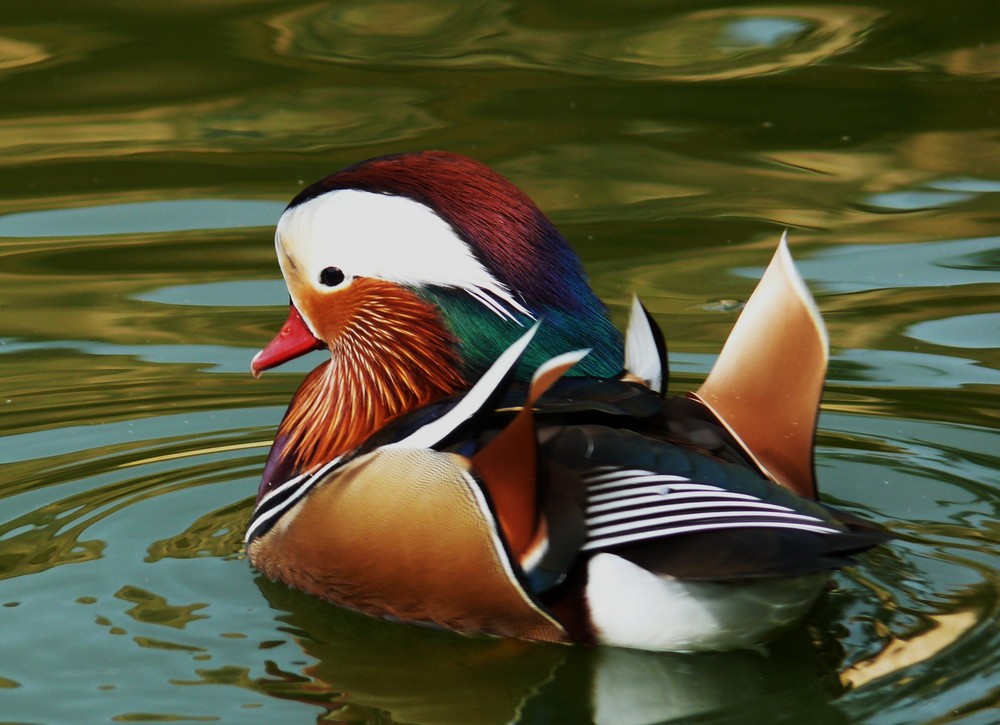 Mandarin Ente