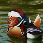 Mandarin Ente