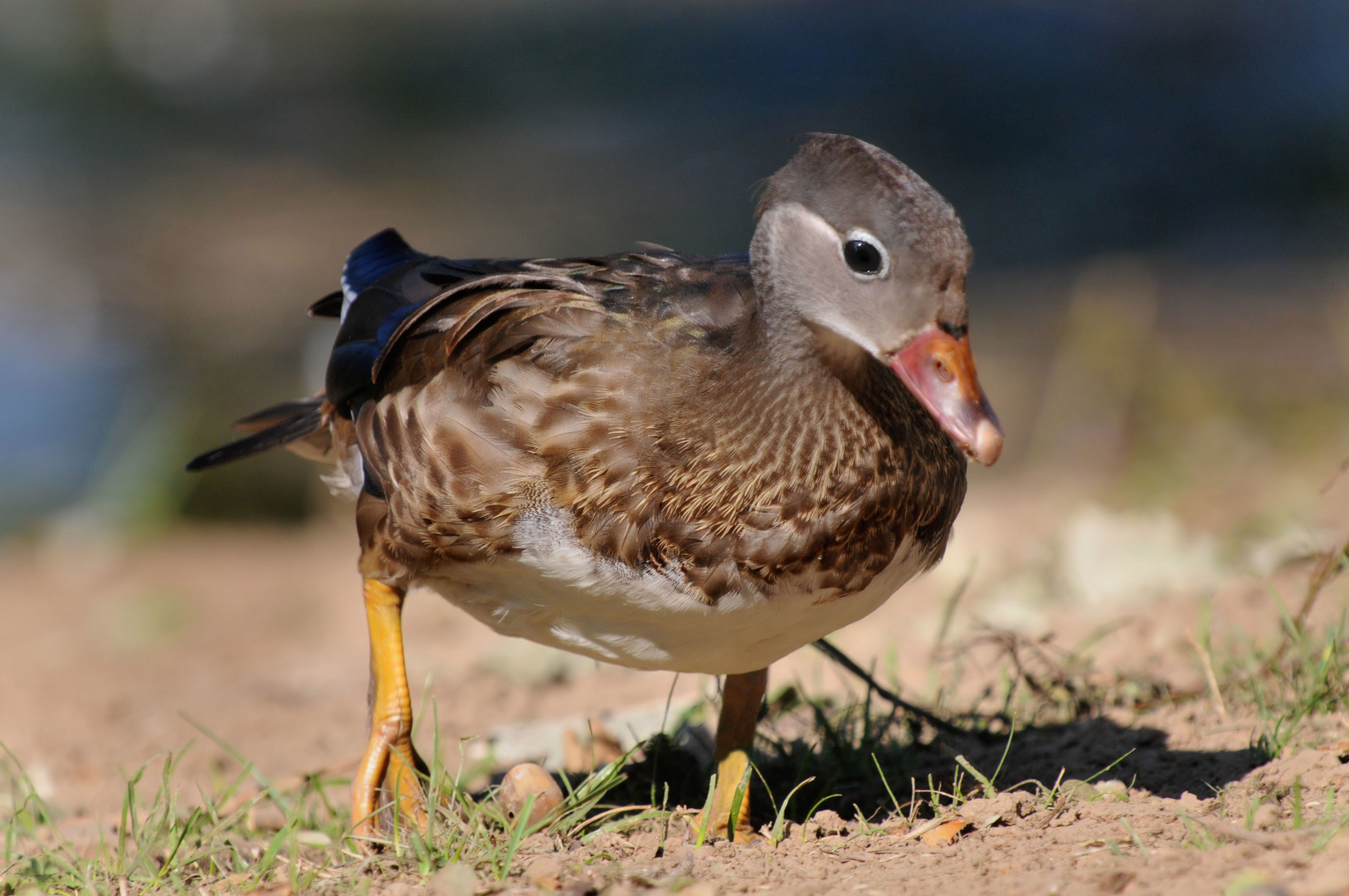 Mandarin-Ente