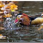 Mandarin Ente