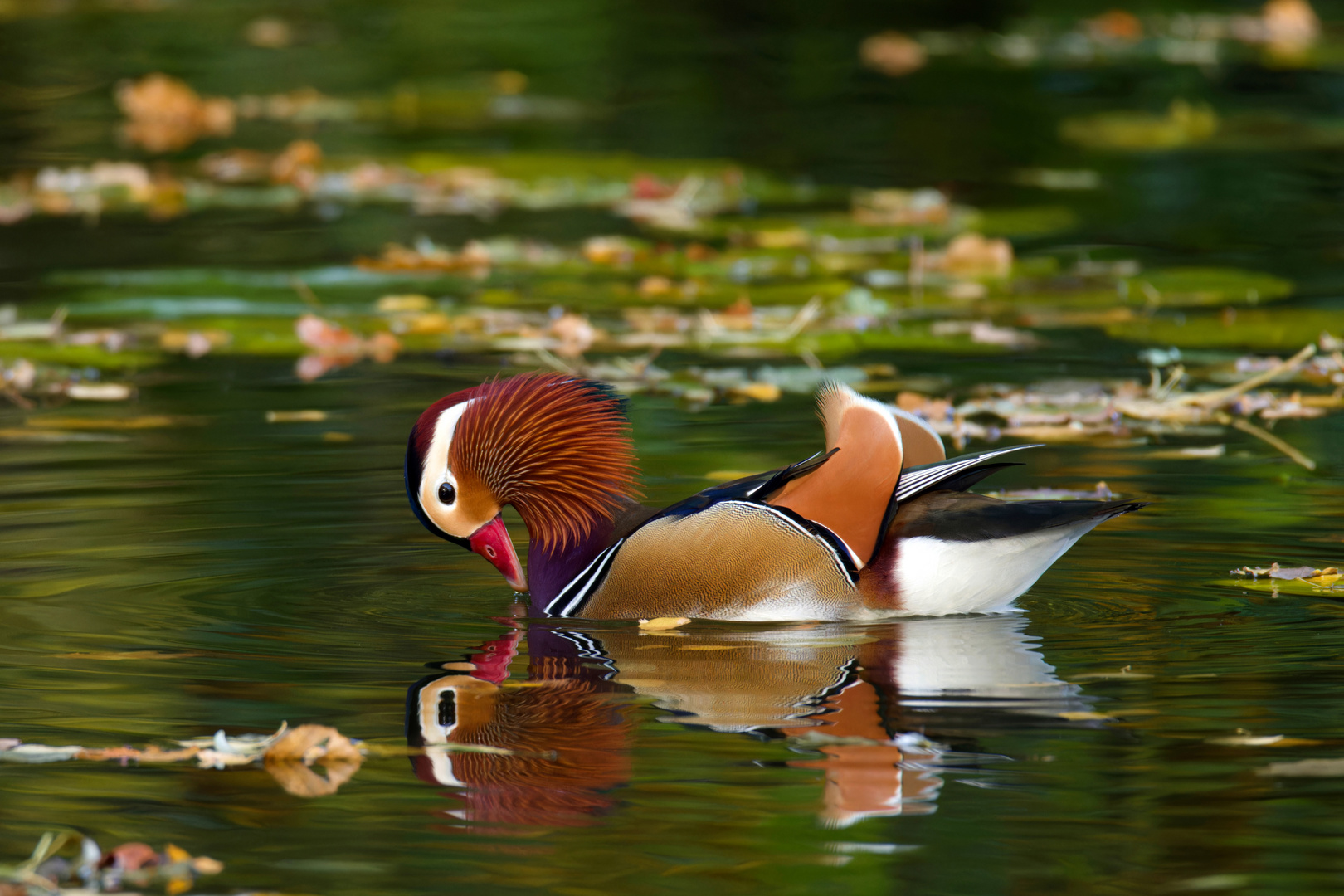 Mandarin-Ente, Erpel, Futtersuche