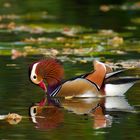 Mandarin-Ente, Erpel, Futtersuche