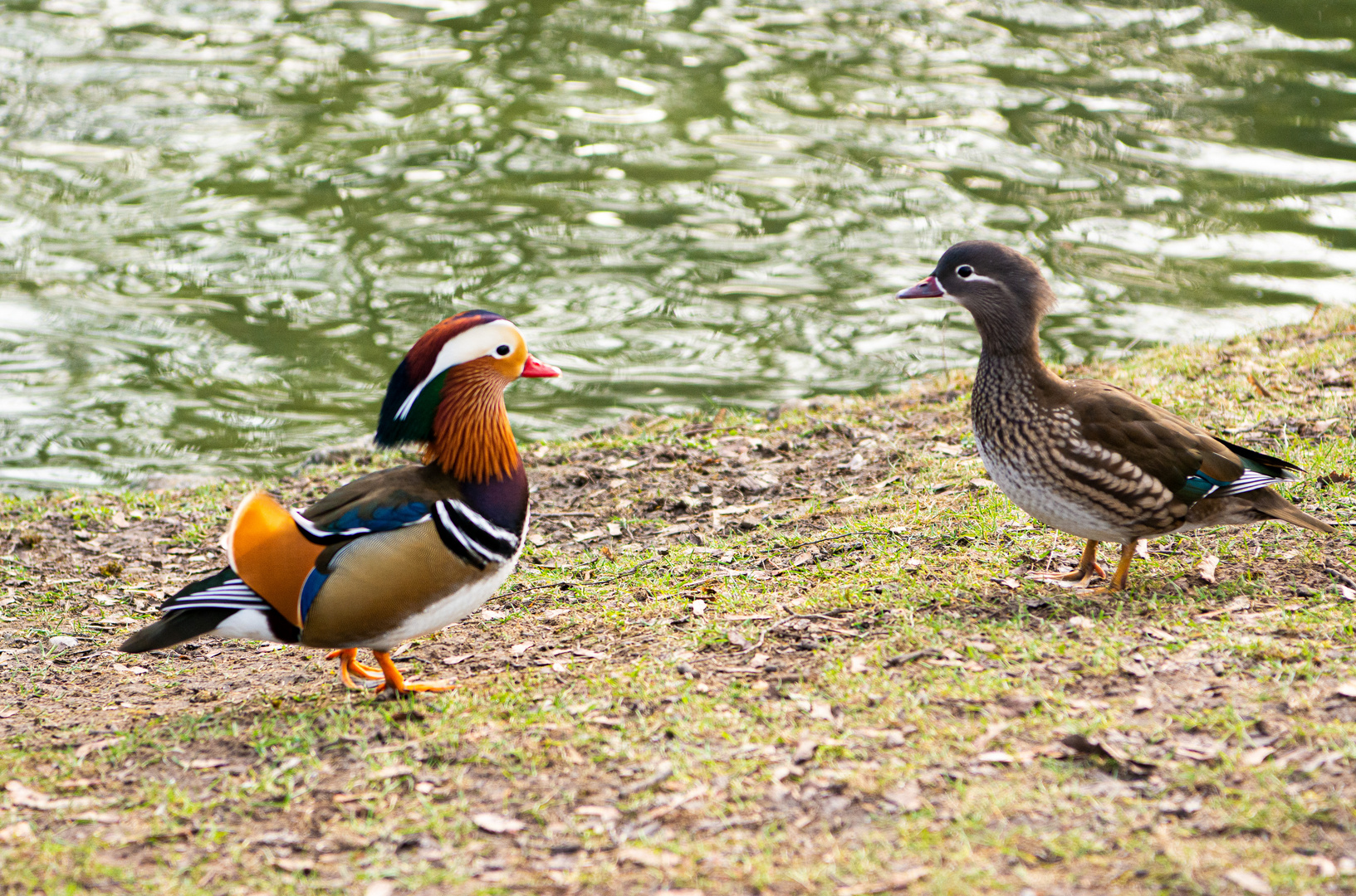 Mandarin Ente