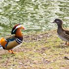 Mandarin Ente