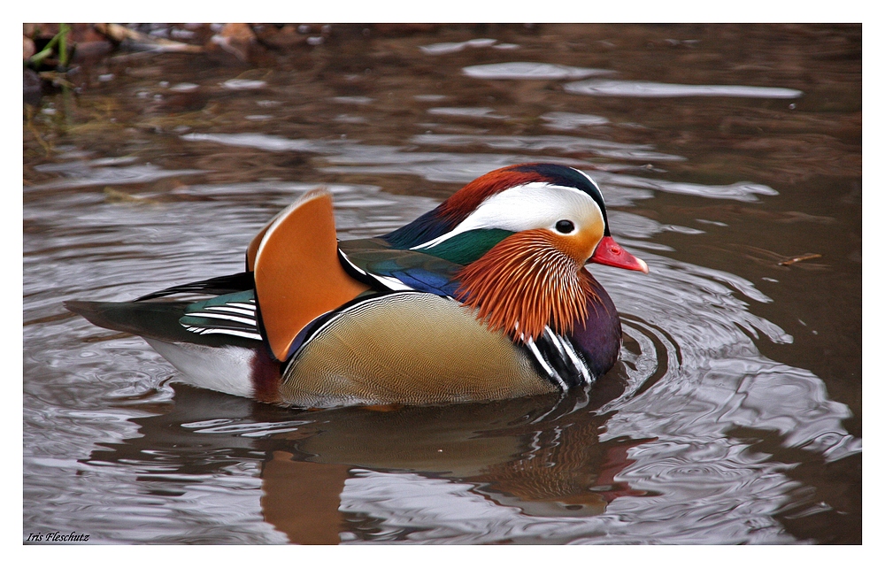 Mandarin-Ente