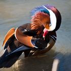 Mandarin-Ente (II)