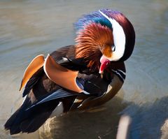 Mandarin-Ente (II)