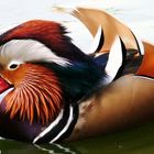 Mandarin Ente im Zoo Hannover