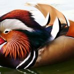 Mandarin Ente im Zoo Hannover