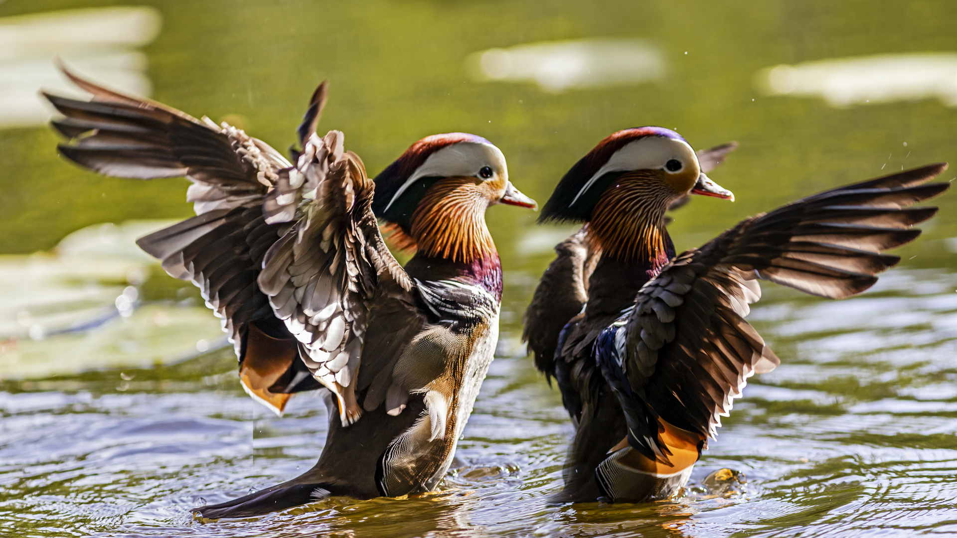 Mandarin-Ente in Aktion (1)