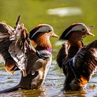 Mandarin-Ente in Aktion (1)