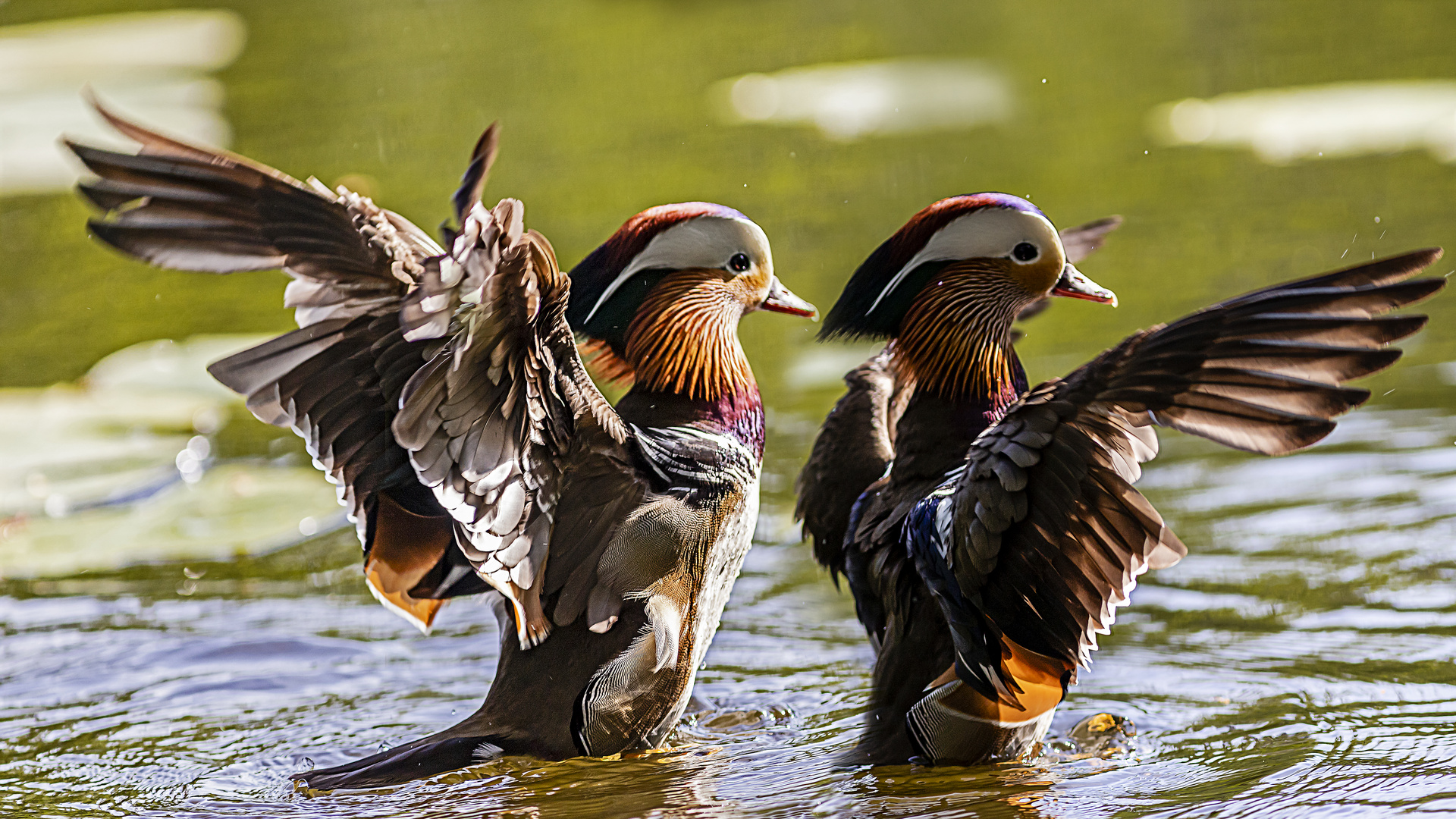 Mandarin-Ente in Aktion (2)