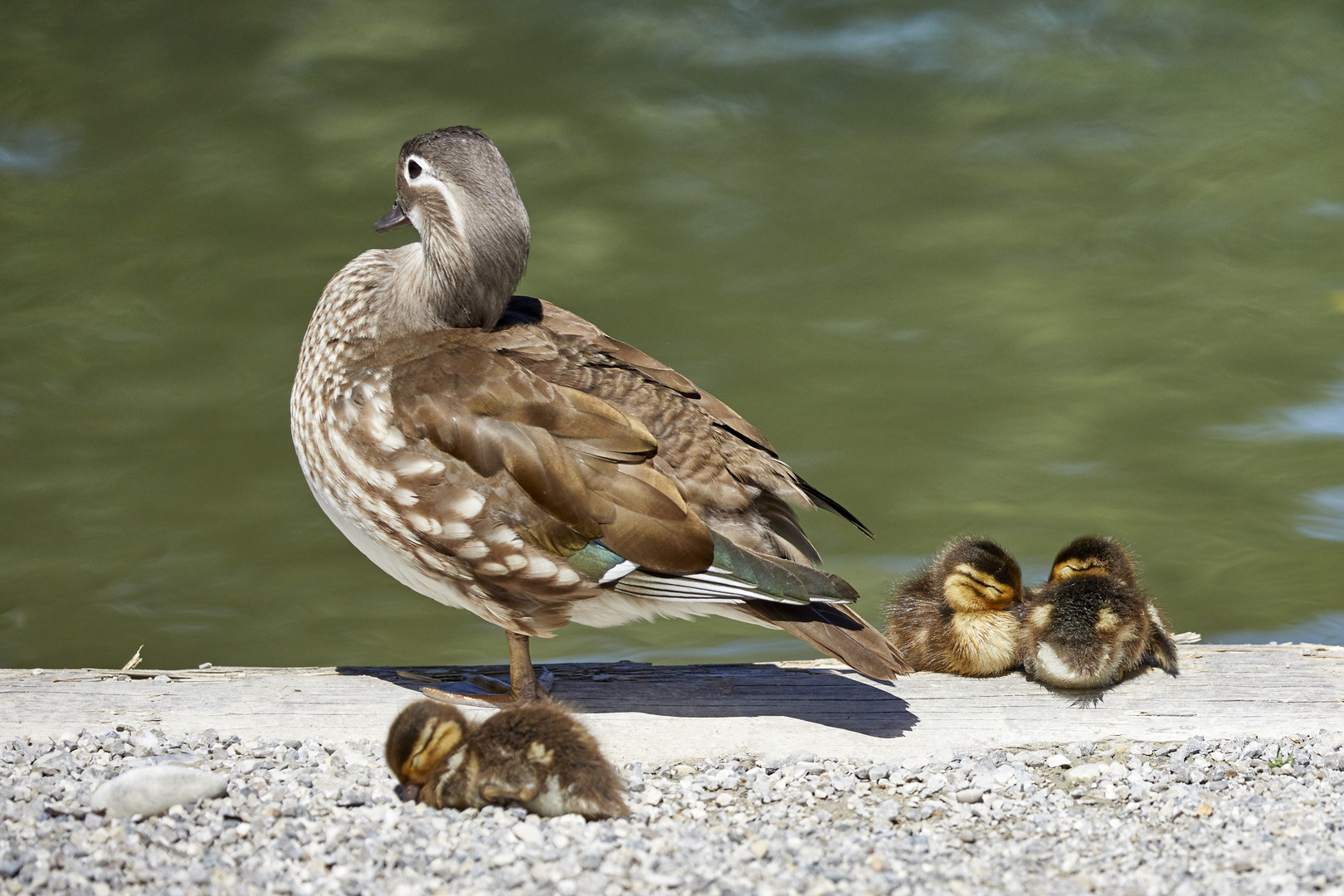 Mandarin Ente mit Küken