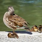 Mandarin Ente mit Küken