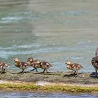 Mandarin Ente mit Nachwuchs