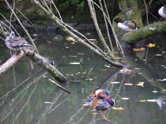 Mandarin-Ente, Tierpark München