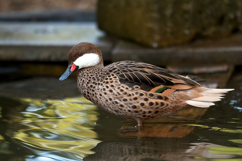 Mandarin Ente Weibchen