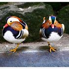 Mandarin - Enten 2