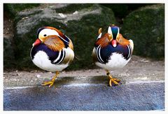 Mandarin - Enten 2