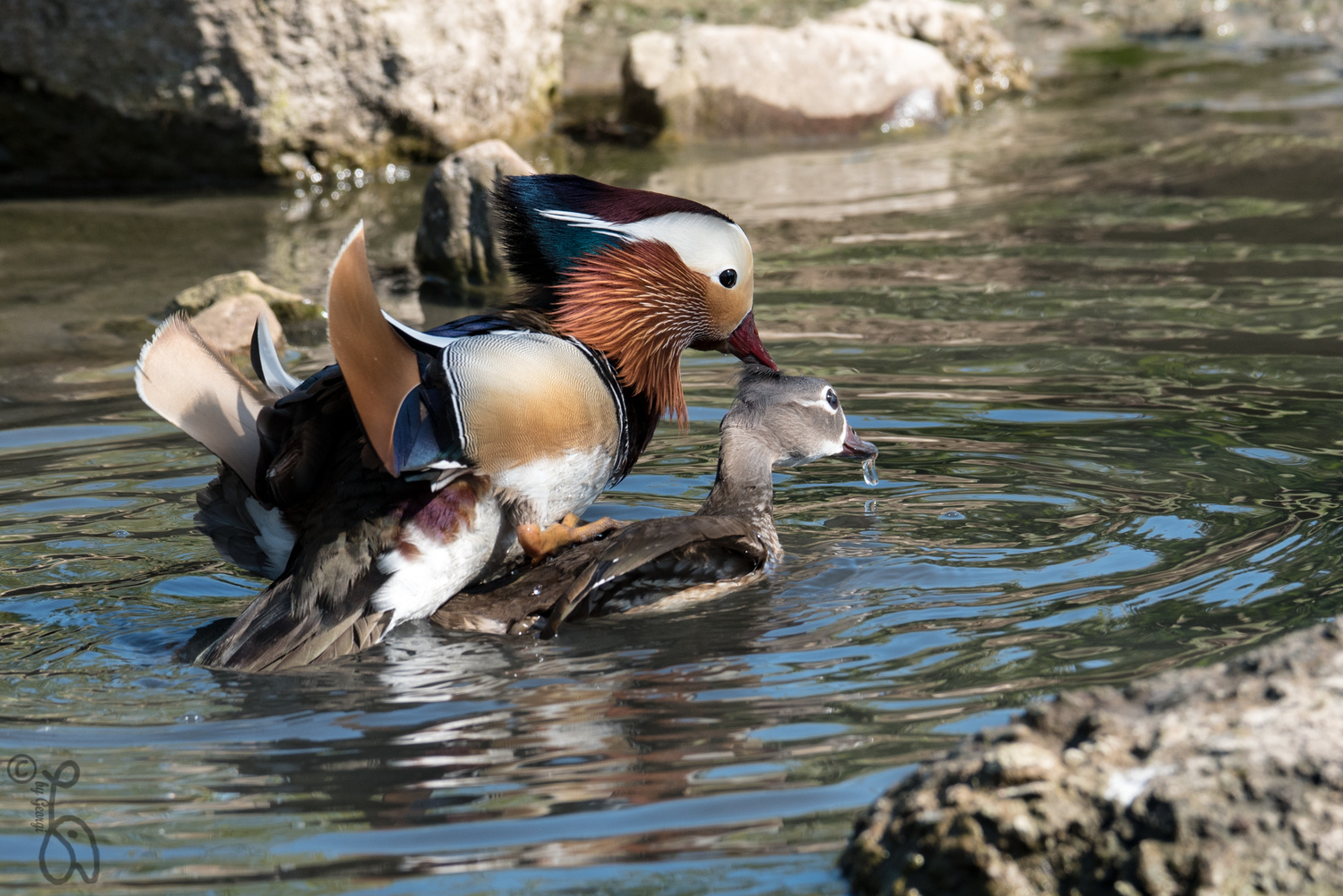 Mandarin Enten