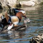 Mandarin Enten