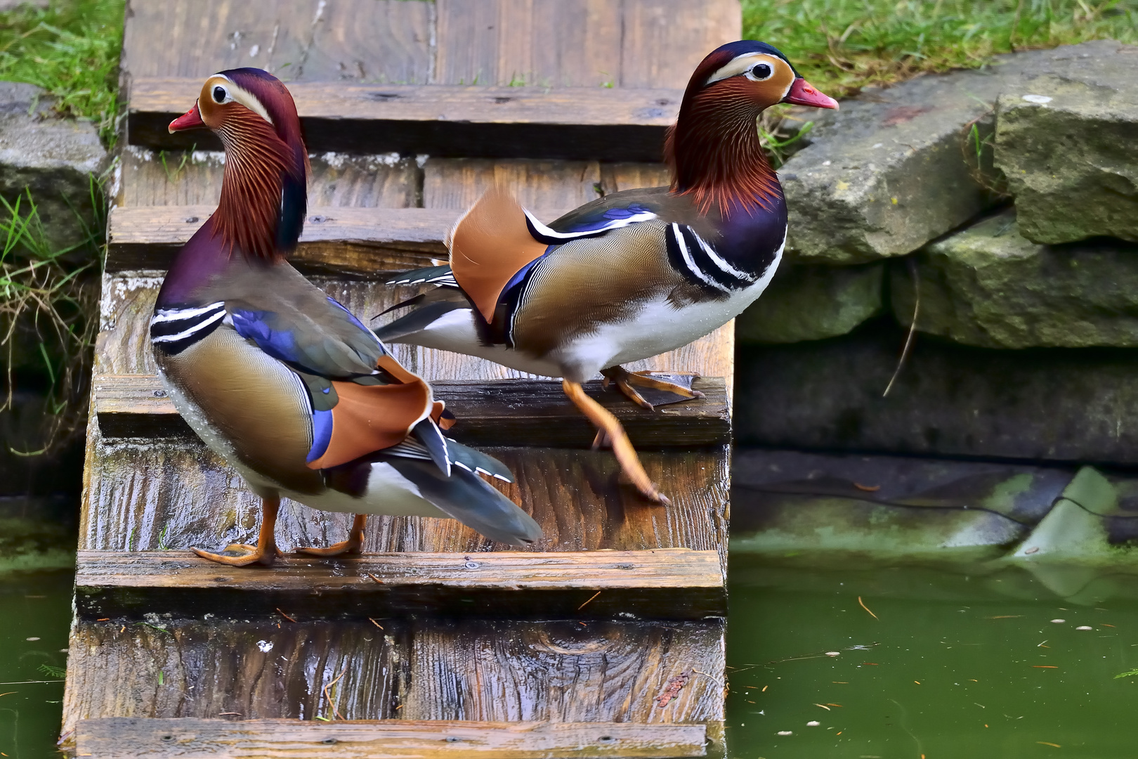 Mandarin Enten.