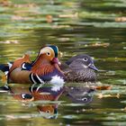  Mandarin-Enten (Aix galericulata)