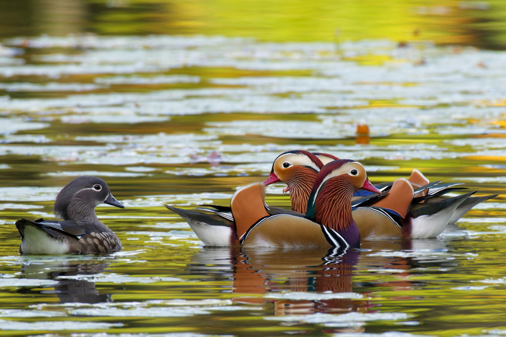  Mandarin-Enten (Aix galericulata) "Henne" im Korb :-)