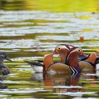  Mandarin-Enten (Aix galericulata) "Henne" im Korb :-)