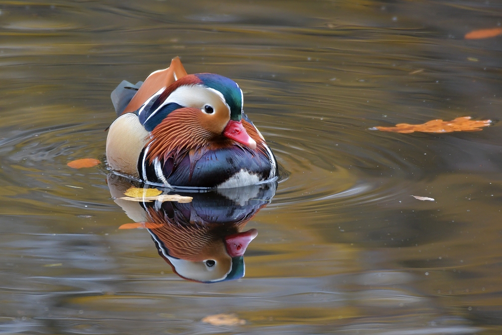 Mandarin - Enten auf dem Stadtwald – See 01