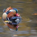 Mandarin - Enten auf dem Stadtwald – See 01