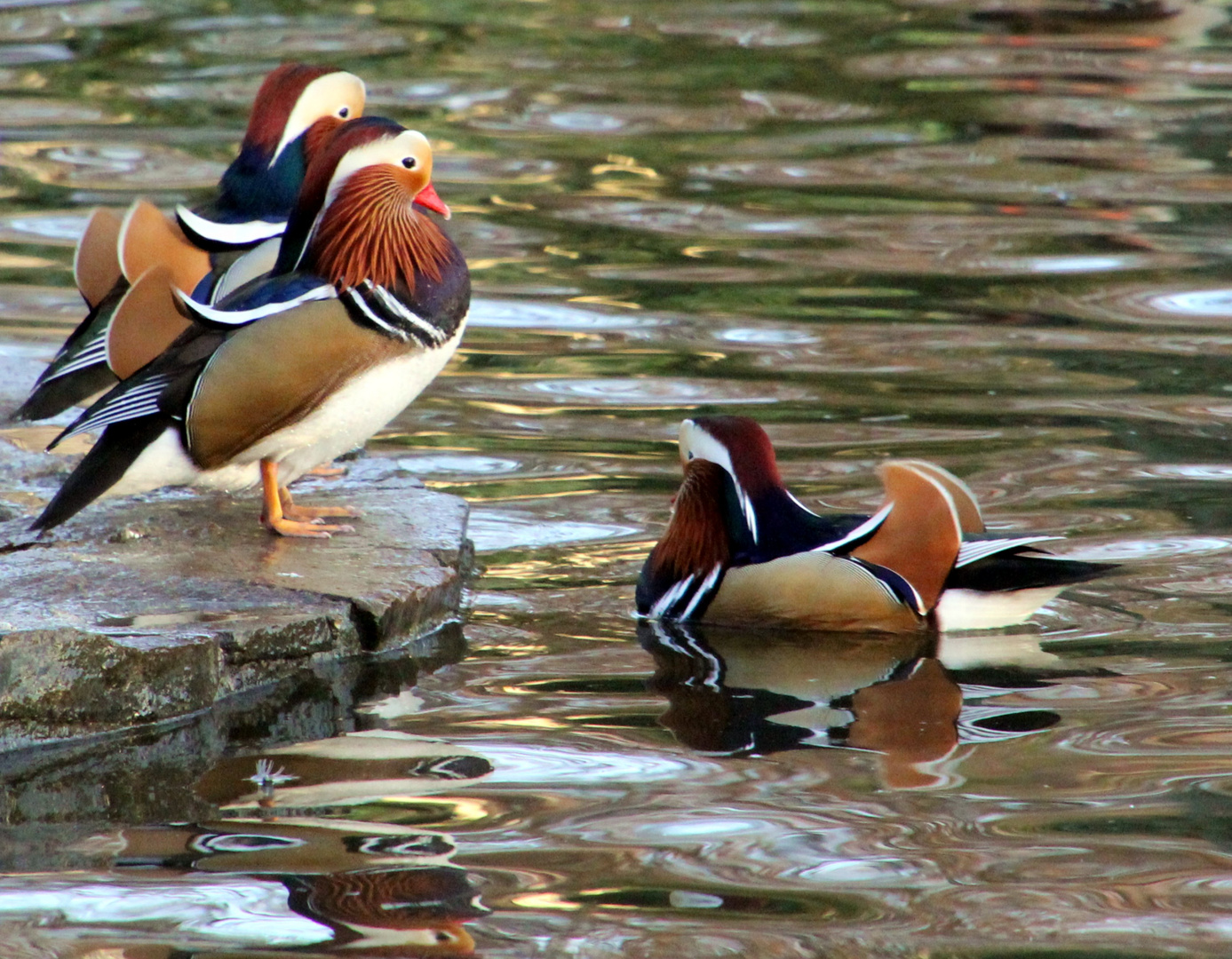 Mandarin-Enten